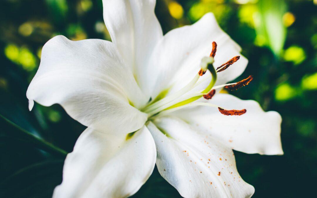 The Ultimate Guide to Choosing the Perfect Flowers for Every Occasion