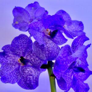 Orchids