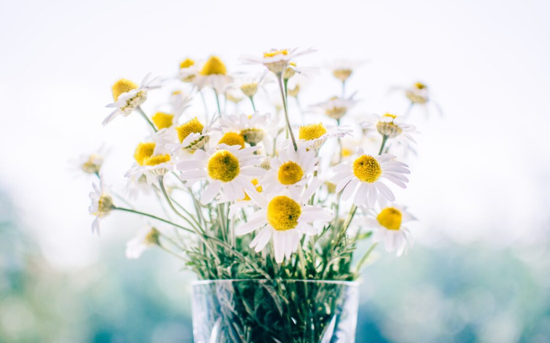 Whispers of Petals: The Secret Meanings Behind Popular Flowers